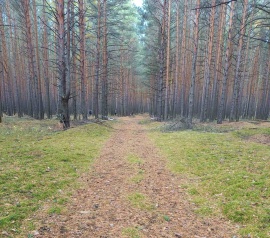 Прирезка лесных участков Кадастровые услуги в Исетском